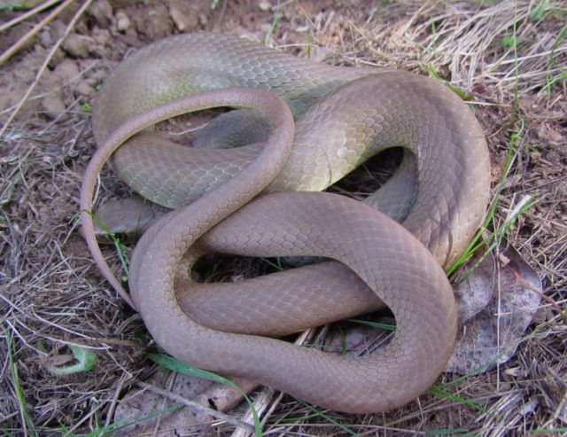 Yellowbelly Racer